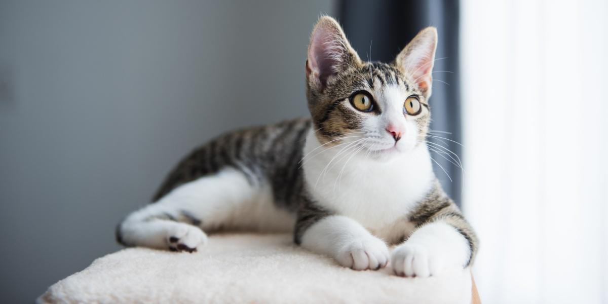 Um gatinho malhado está em uma árvore de gato.