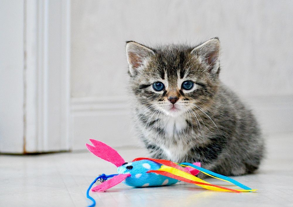 Gatinho de seis semanas sentado com um brinquedo