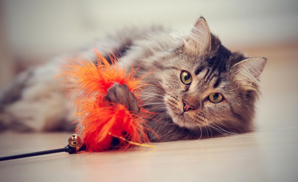 Gato adulto deita no chão e brinca com um brinquedo.