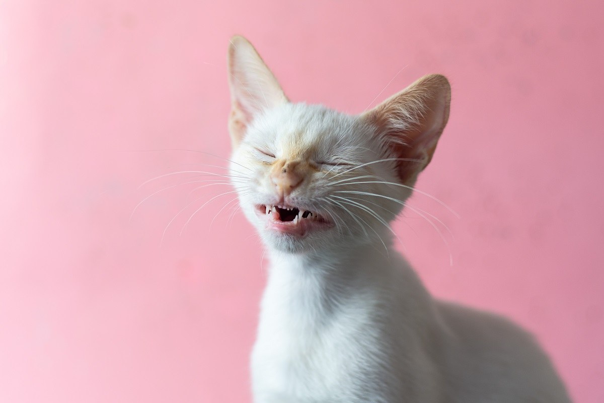 Um gatinho com pêlo branco no meio de um espirro, em primeiro plano, com fundo rosa.