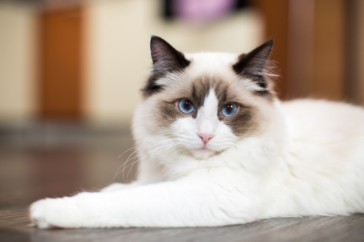 Lindo jovem gato Ragdoll branco de raça pura com olhos azuis