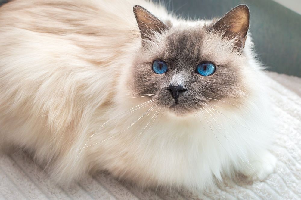 Gato Sagrado da Birmânia. Gato Birmanês de olhos azuis.