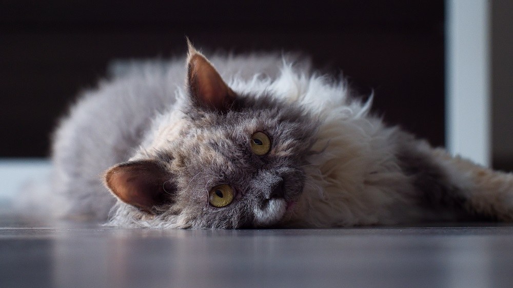 Gato azul torti branco Selkirk Rex no chão cinza.