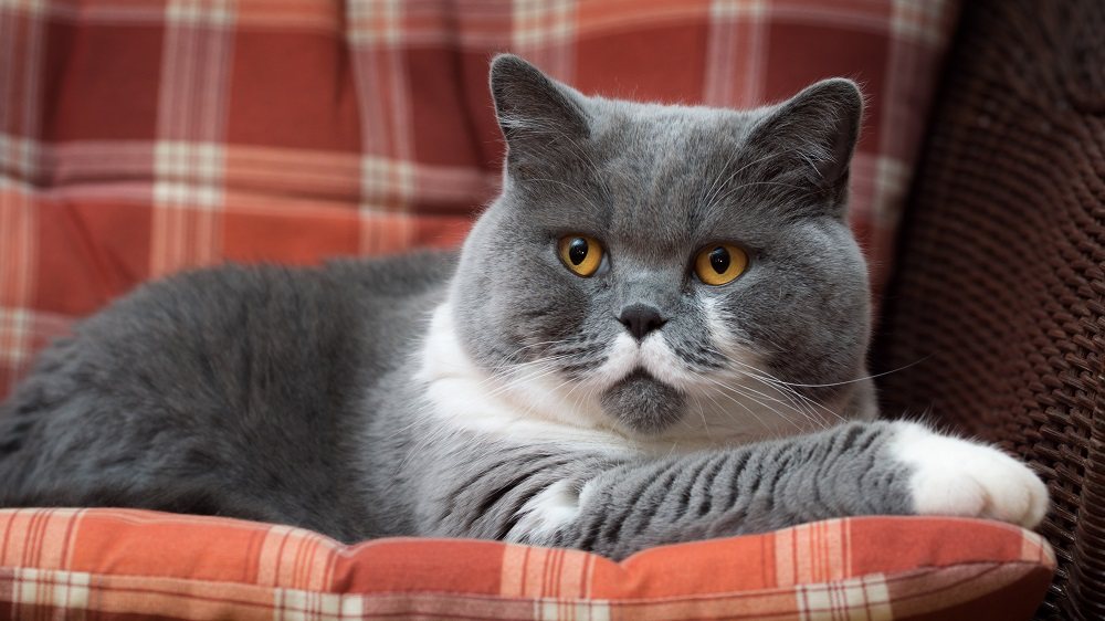 Gato British Shorthair no travesseiro.