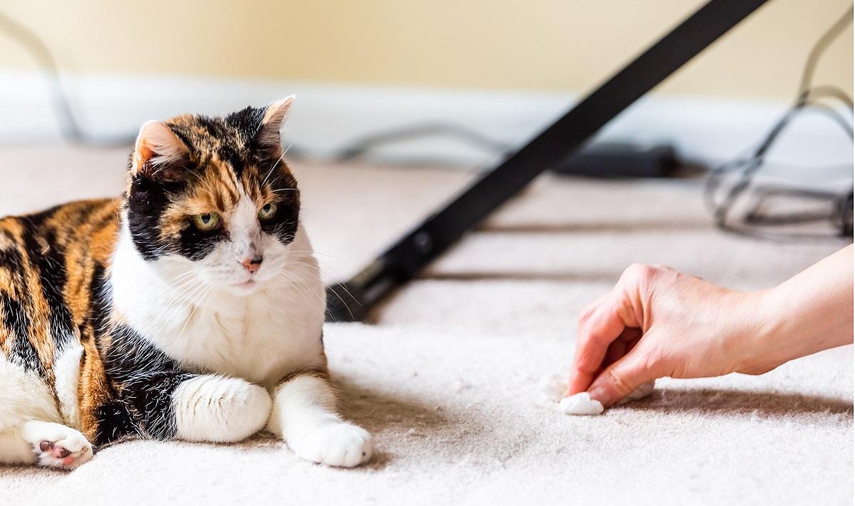 Gato com cara de culpa enquanto mulher limpa carpete próximo