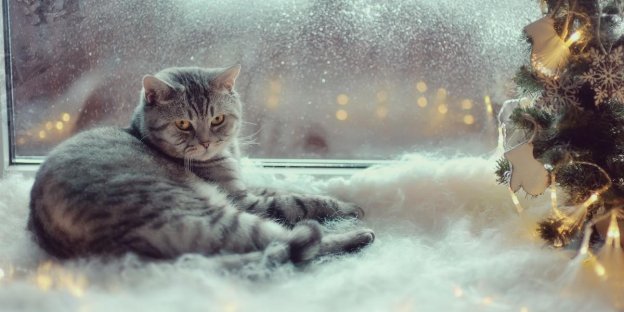 75 Ideias para nomes de gatos de inverno com significados