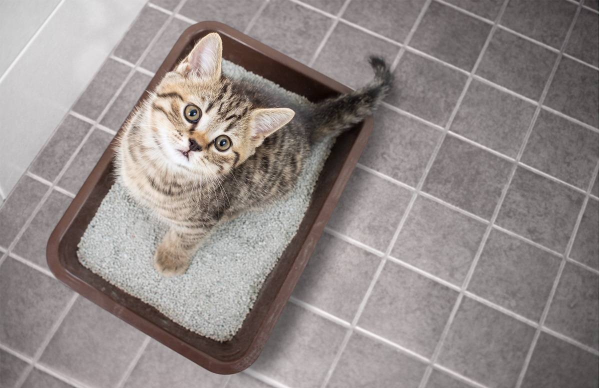 vista superior de um gatinho sentado em uma bandeja sanitária