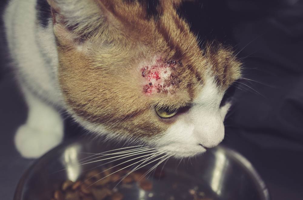 A cabeça do gato se aproxima com uma pequena área de queda de cabelo, manchas vermelhas e crostas.