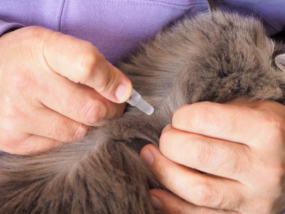 Close de mãos masculinas, pipeta com medicamento contra pulgas, aplicada na pele das omoplatas de um gato.