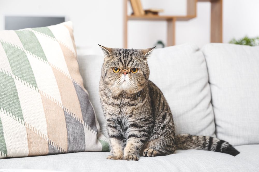 Lindo gato Exótico Shorthair no sofá em casa