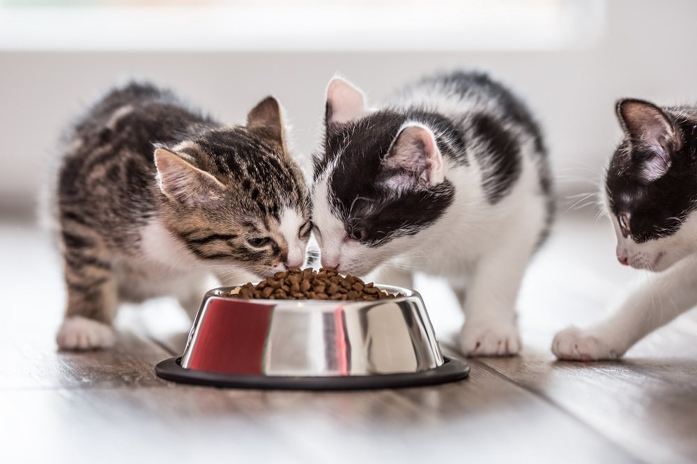 Três gatinhos comendo ração seca na tigela