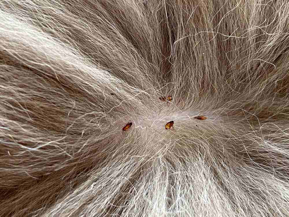 Quatro pulgas presentes na pele de um gato com pelo repartido.