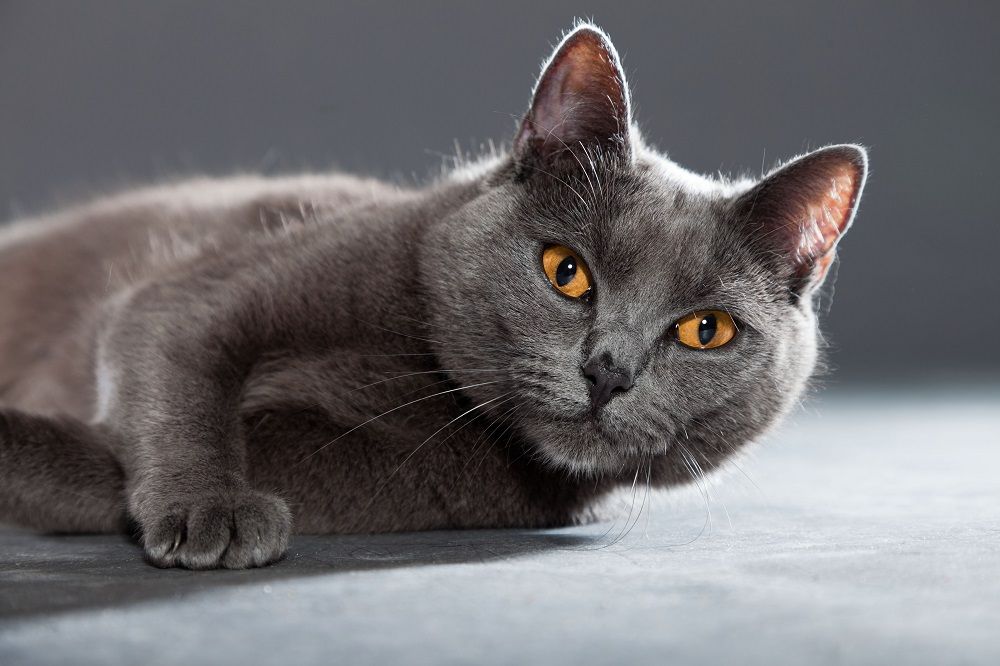 Gato Chartreux cinza com olhos amarelos laranja isolados em fundo cinza.