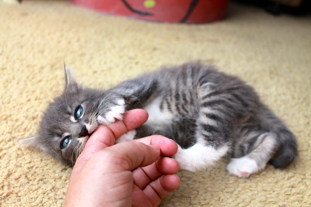 pequeno gatinho cinza rói a mão do dono