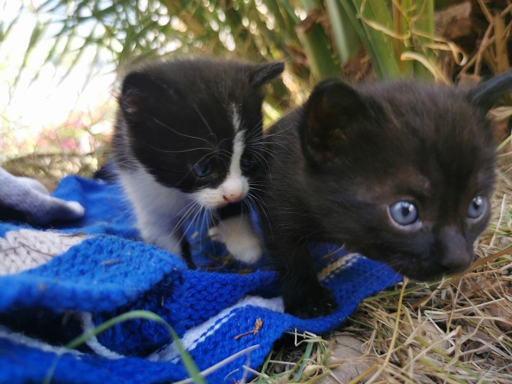 Dois gatinhos de quatro semanas explorando o jardim no tapete