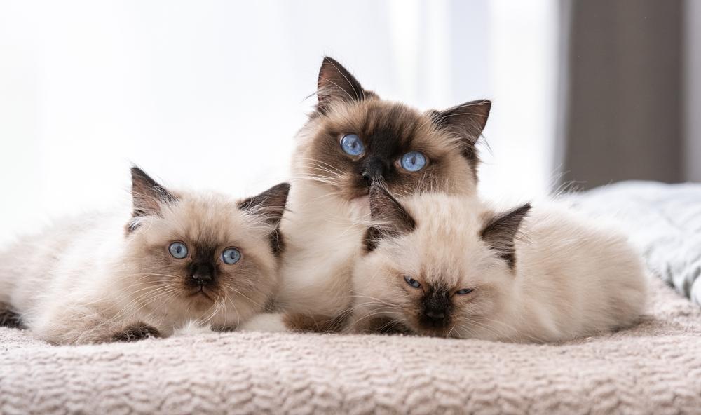 Uma mãe ragdoll e seus dois gatinhos estão deitados um ao lado do outro na cama.