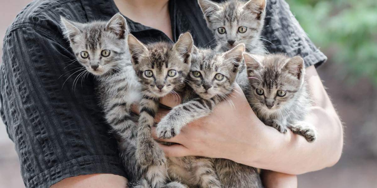 Pessoa segurando um monte de gatinhos