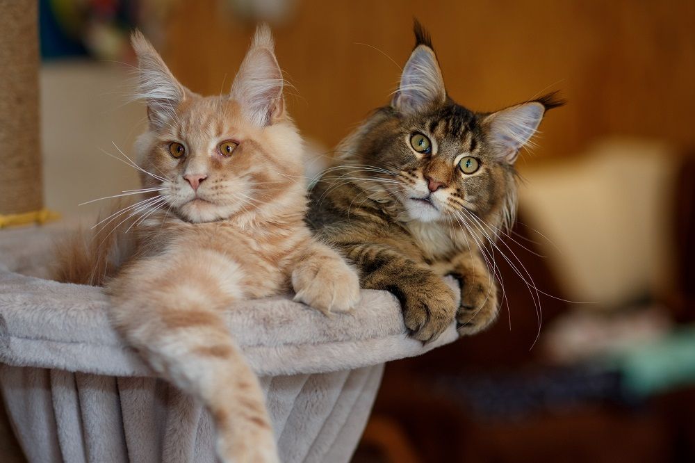 Retrato de dois lindos gatinhos Maine Coon listrados, vermelho e cinza, deitados em uma barraca de brincar.