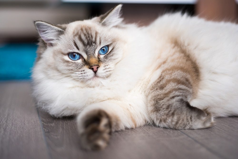 Gato Ragdoll deitado no chão de madeira.