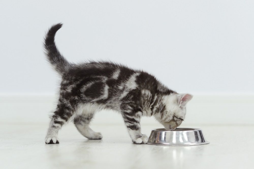 gatinho malhado come em uma tigela de prata