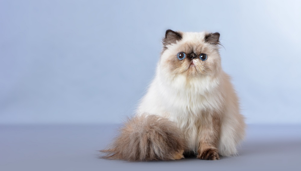 O gato persa do Himalaia, também conhecido como persa de pêlo longo, é uma raça de gato de pêlo comprido caracterizada por rosto redondo e focinho curto.