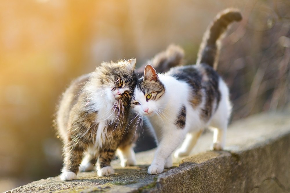 Dois gatos amigáveis