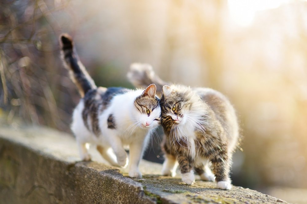 Dois gatos caminhando ao longo de uma parede enquanto esfregam as cabeças.