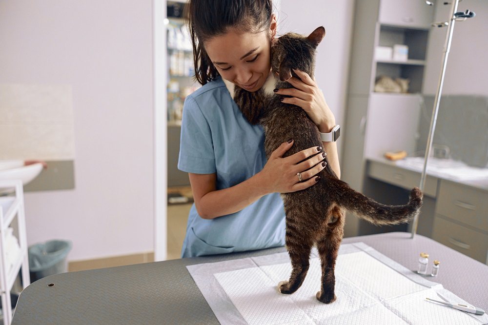 Gato abraçando veterinário com patas nos ombros na mesa de exame