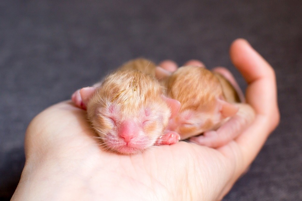 Um pequeno gatinho recém-nascido nas mãos de uma pessoa