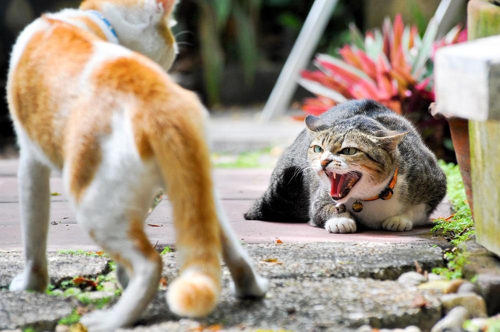 gato malhado sibilando para um gato ruivo e branco que se aproxima