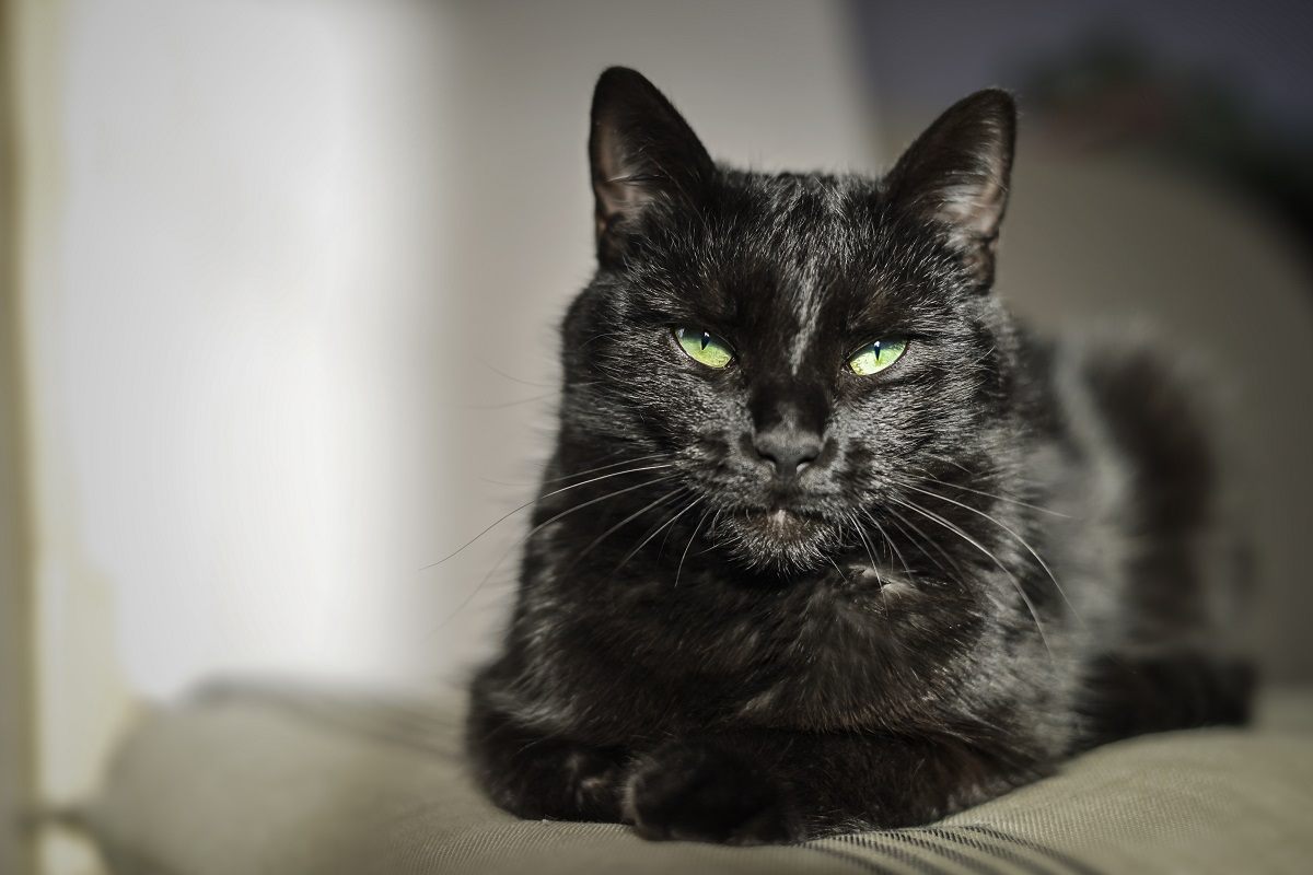 gato preto com olhos verdes