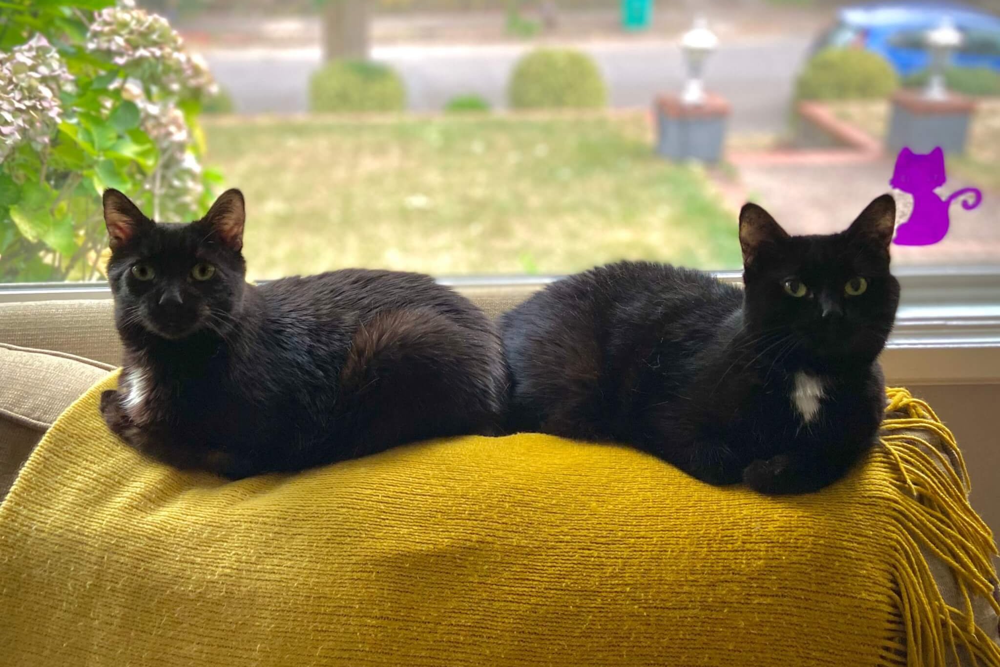 Dois gatos pretos sentados em um sofá um ao lado do outro