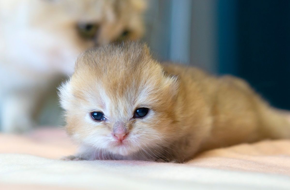 Gatinho de uma semana que acabou de abrir os olhos