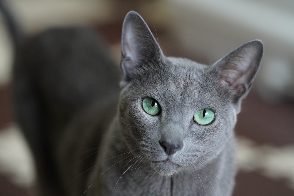 Animal de estimação bonito gato azul russo.