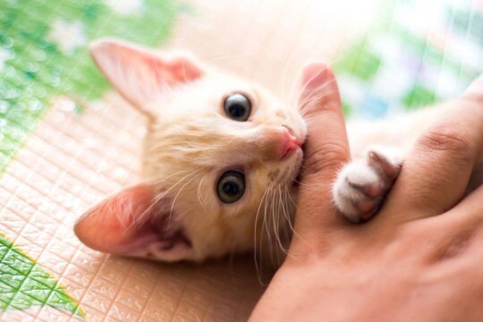 8 dicas para fazer seu gatinho parar de morder