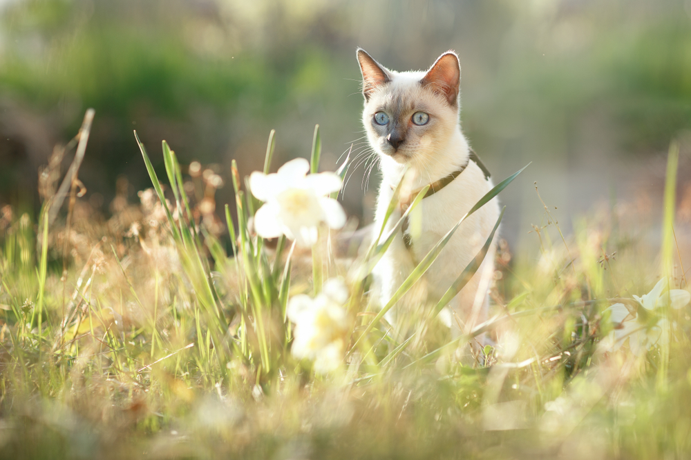 Gato lá fora na grama olhando para uma flor branca