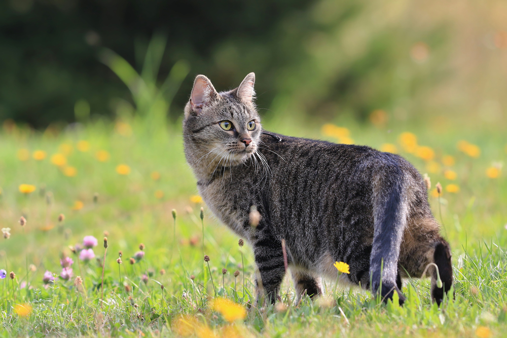 Gato malhado olhando para trás em um prado