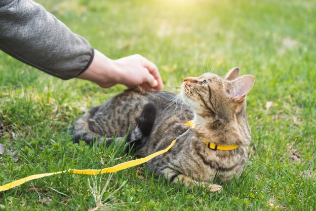 75 Nomes de gatos com tema de verão e significados