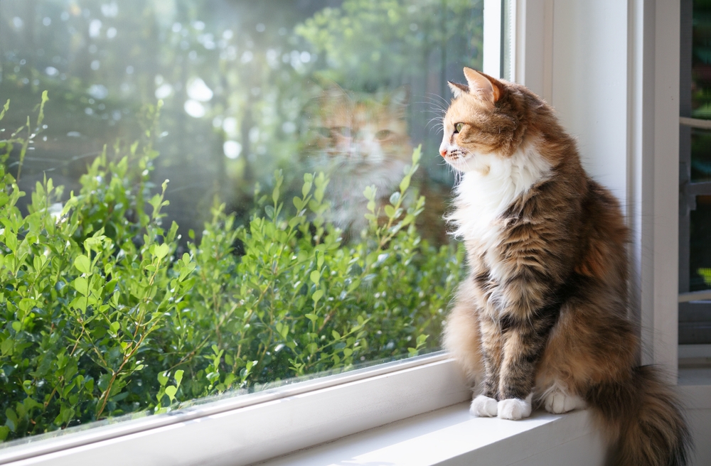 Gato sentado no parapeito da janela olhando para arbustos e árvores verdes