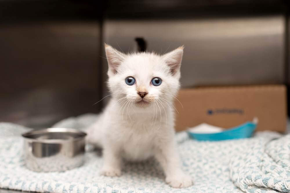 gatinho pequeno em um cobertor