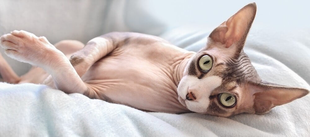 Um gato Sphynx com algumas manchas escuras está deitado sobre um cobertor cinza claro.