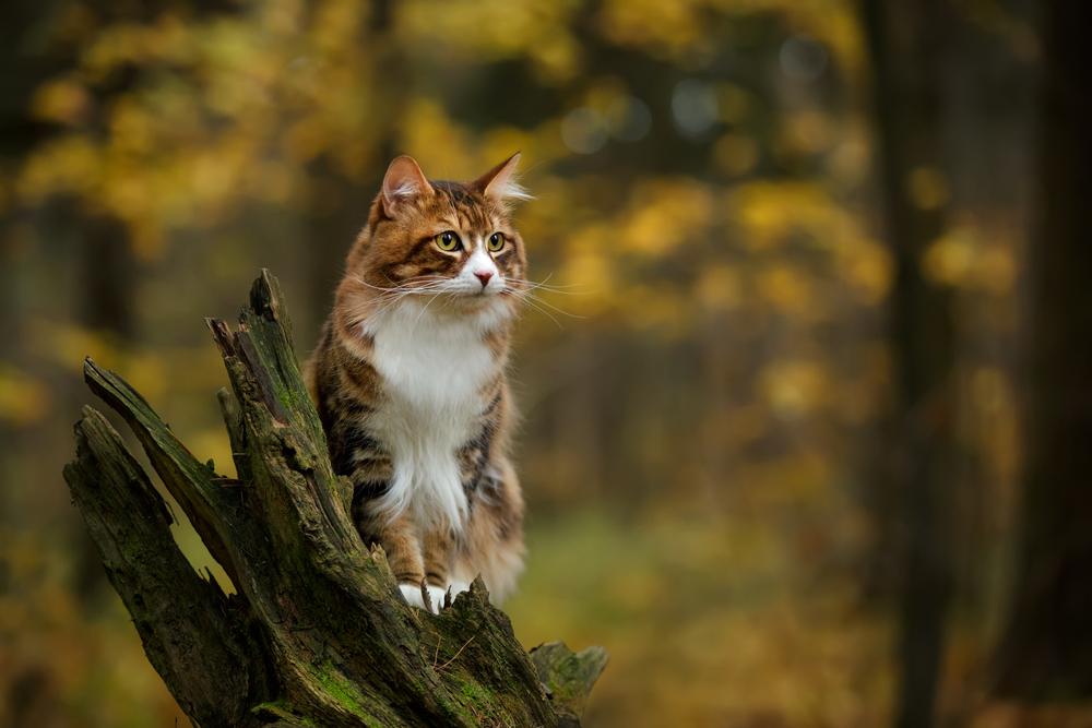 Um gato marrom e branco está sentado no topo de uma árvore quebrada.