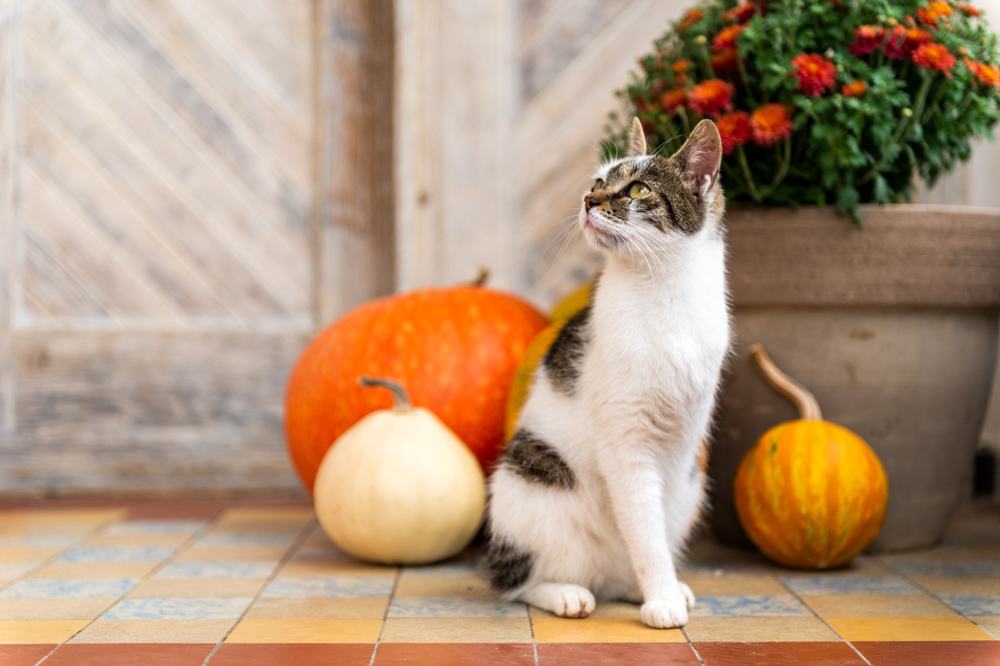 Um gato marrom e branco sem uma pata dianteira está sentado em uma varanda com abóboras ao fundo.