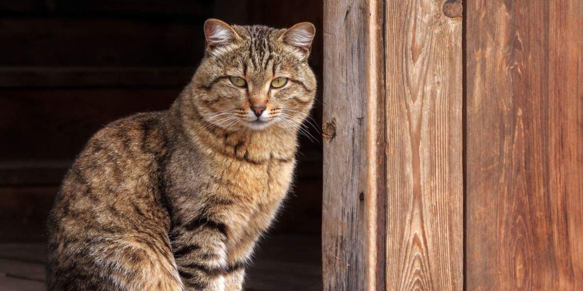 Um gato marrom está sentado na porta de um celeiro.