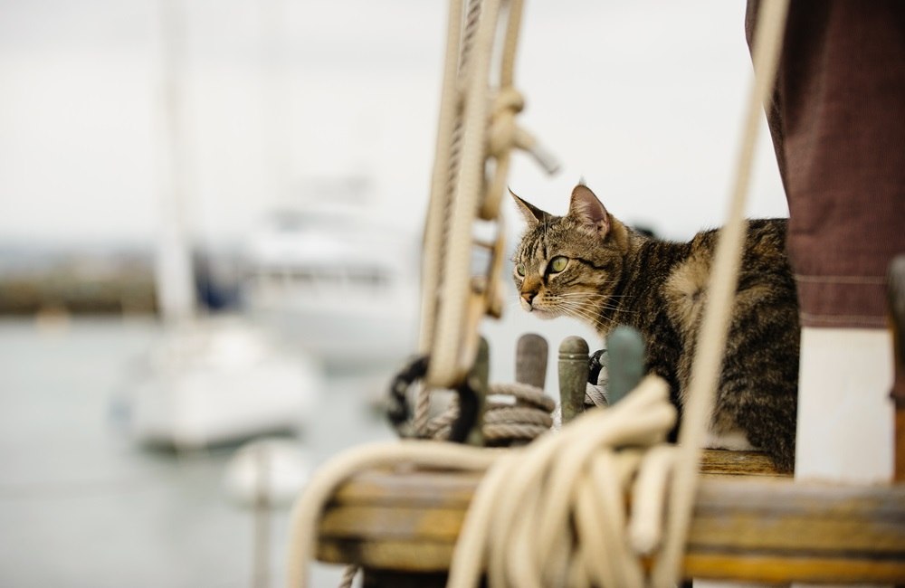 Um gato marrom está em um veleiro.