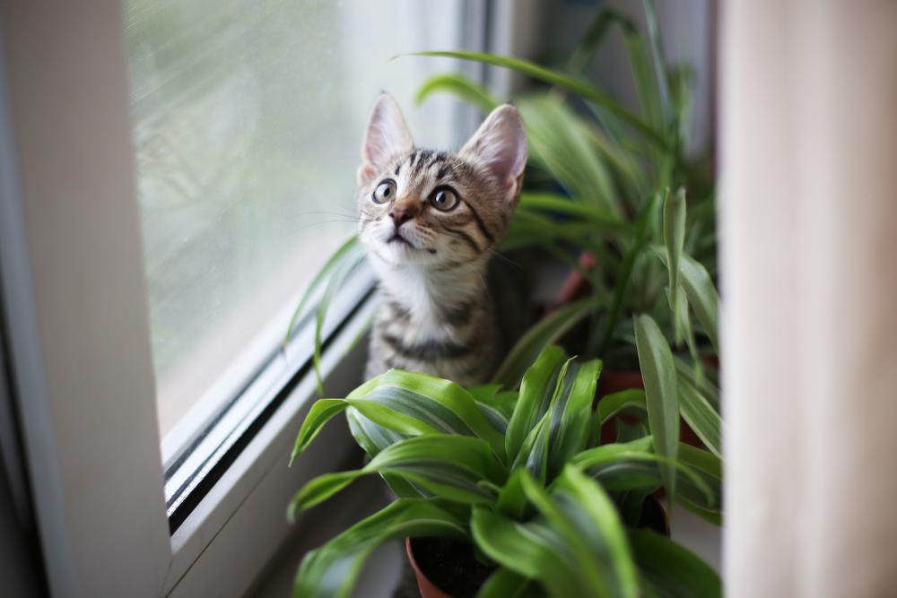 Um gatinho malhado marrom está sentado no parapeito de uma janela cercado por plantas domésticas.