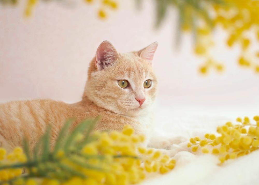 Um gato malhado amarelo fica com flores amarelas.