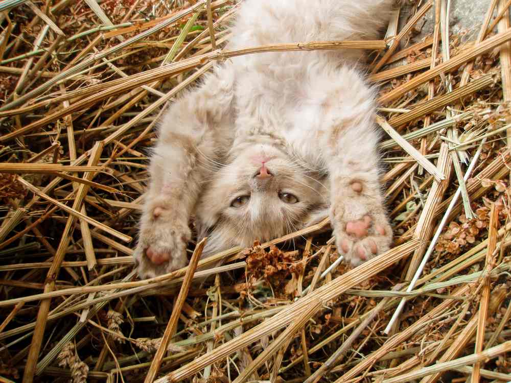 Um gato malhado de cor creme está deitado de costas em uma pilha de palha com as patas dianteiras esticadas acima da cabeça.