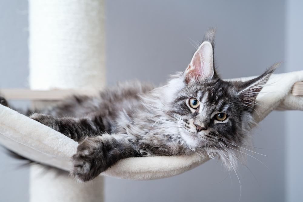 Um Maine Coon cinza descansa em uma rede para gatos