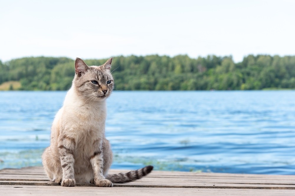 Um gato cinza e branco está sentado em um deck perto da água.